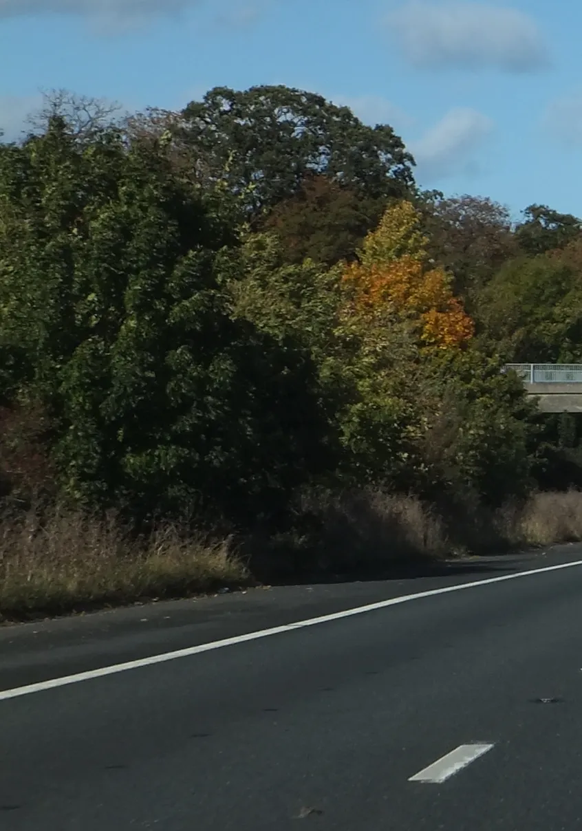Autumn colour beside the M5