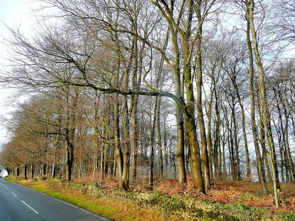 Beech trees on Scottsquar Hill