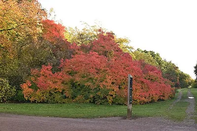 Autumn colours, Westonbirt Arboretum