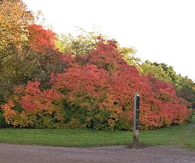 Autumn colours, Westonbirt Arboretum