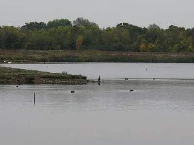Birds on Kemerton Lake
