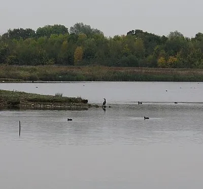 Birds on Kemerton Lake