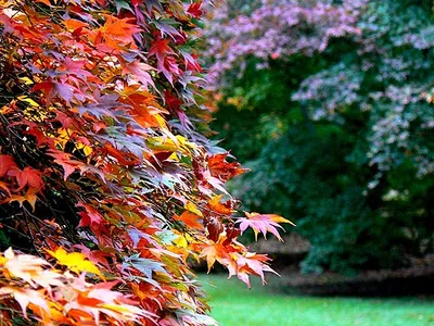 Acer, Acer Glade, Westonbirt Arboretum