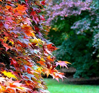 Acer, Acer Glade, Westonbirt Arboretum
