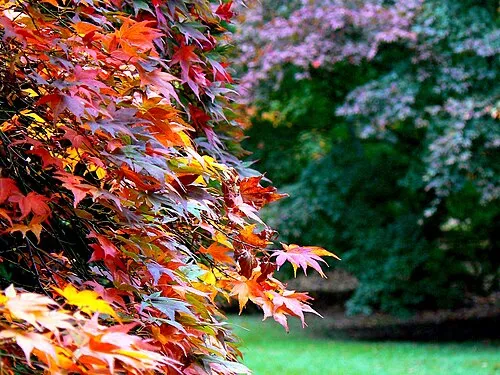 Acer, Acer Glade, Westonbirt Arboretum