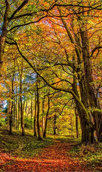 500px provided description: An afternnon walk in the first day of sunshine in over a week and the Autumn colours were glouriuos. Glad my walks include camera on tripod.  Thank you for view my work. [#yellow ,#leaves ,#tree ,#path ,#orange ,#england ,#green ,#woods ,#trunk ,#Trees ,#Gloucestershire ,#Cotswolds ,#Glow ,#Ham Hill ,#Sunlite ,#Chaltenham]