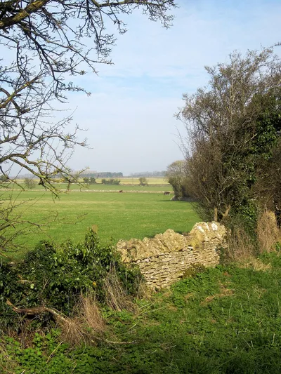 Cattle pasture near Eastington