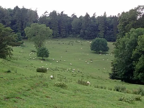 Field of sheep. Sheep grazing in a very large field just to the south east of Miserden.