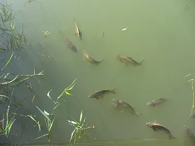 Carp in Howell's Mere