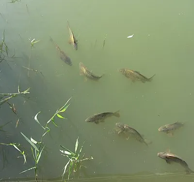 Carp in Howell's Mere