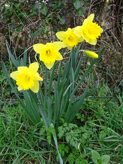 Daffodils