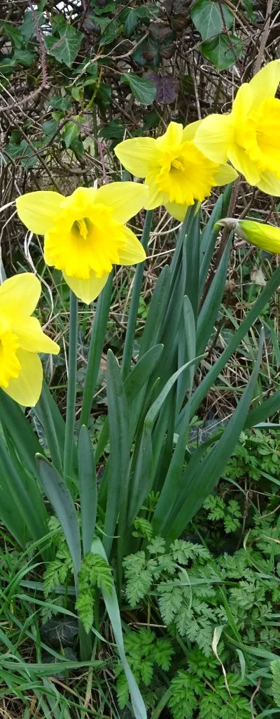 Daffodils