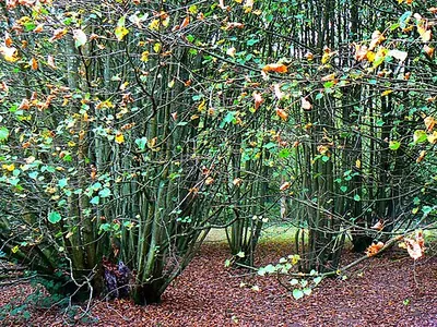 2000 year old Lime, Westonbirt Arboretum