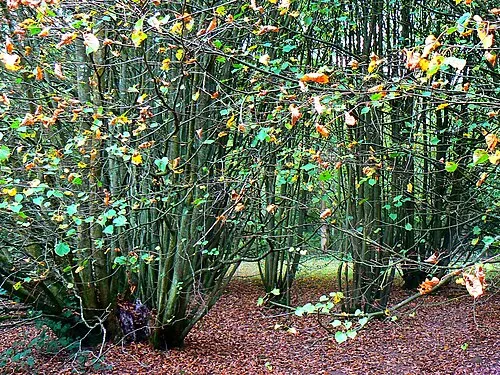 2000 year old Lime, Westonbirt Arboretum