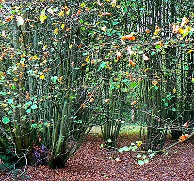 2000 year old Lime, Westonbirt Arboretum
