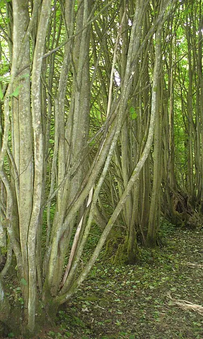 Ancient Limes, Westonbirt
