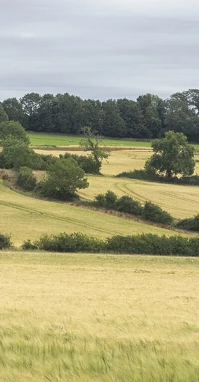 Arable fields next to Hidcote, 1