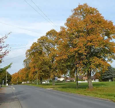 Autumn colours on Poolbrook Road