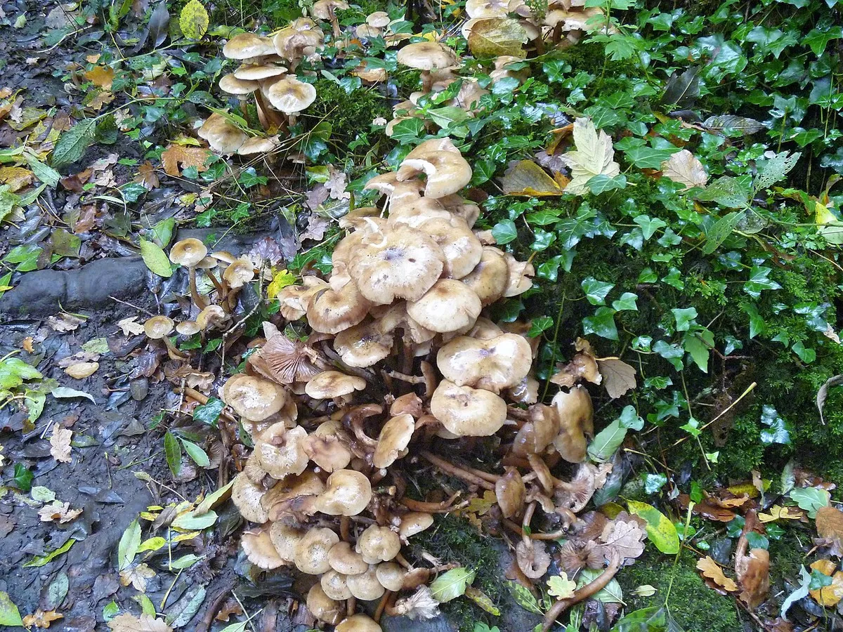 A short walk around Conkwell [1]