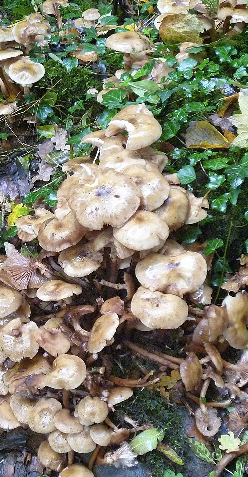 Conkwell