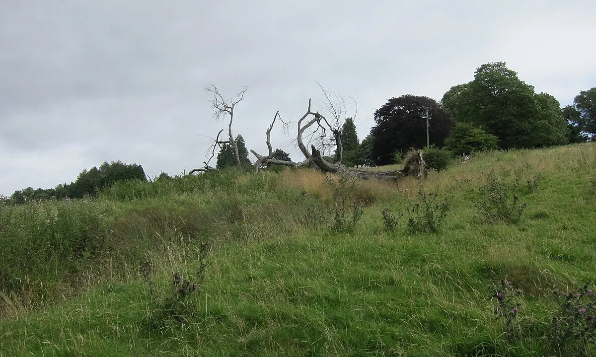 A grassy hillside with dead tree adjacent to footpath