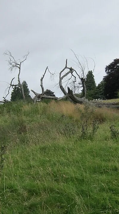 A grassy hillside with dead tree adjacent to footpath