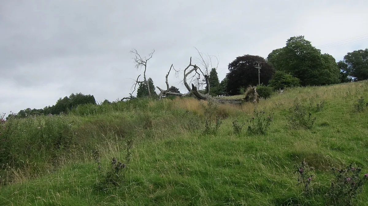 A grassy hillside with dead tree adjacent to footpath