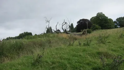 A grassy hillside with dead tree adjacent to footpath