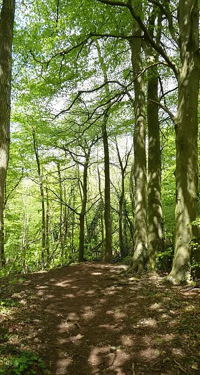 A woodland footpath