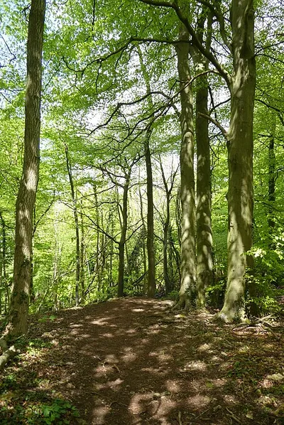 A woodland footpath