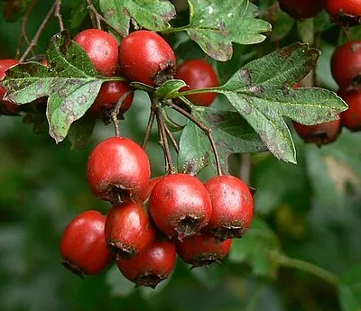 Hawthorn berries, Postern Hill, Savernake Forest A bit of a photographic cliche really, but attractive nonetheless.