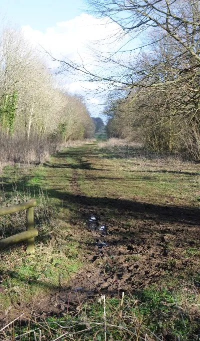 Broad Ride, Cirencester Park