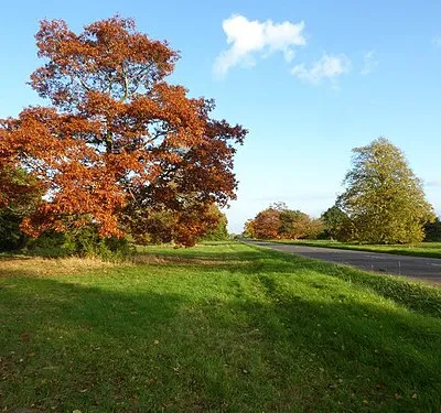 Autumn trees on the Guarlford Road