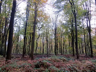 Beech trees - Nov 2012