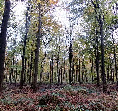 Beech trees - Nov 2012