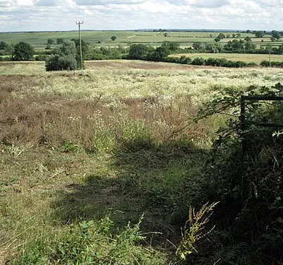 A weed-infested field
