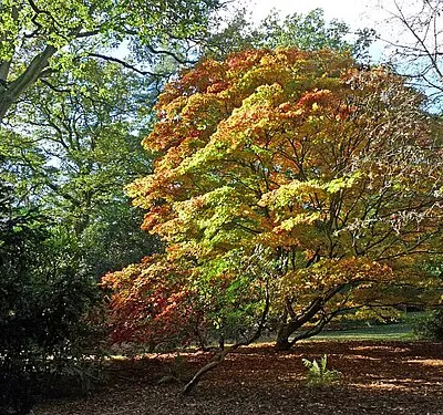 Autumn Colours 2012 at Westonbirt Arboretum (2)