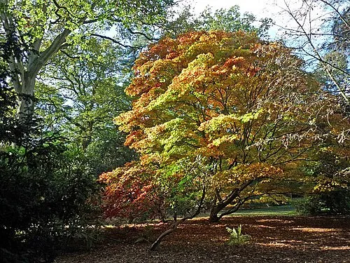 Autumn Colours 2012 at Westonbirt Arboretum (2)