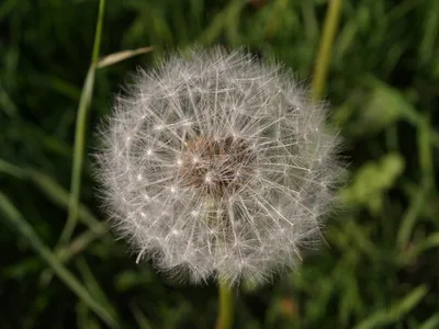 Dandelion clock, Owlpen Taraxacum officinale in seed. The field overlooking Owlpen from the southeast had a good crop.