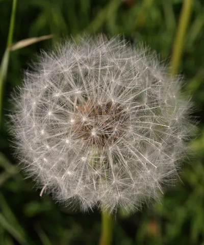 Dandelion clock, Owlpen Taraxacum officinale in seed. The field overlooking Owlpen from the southeast had a good crop.