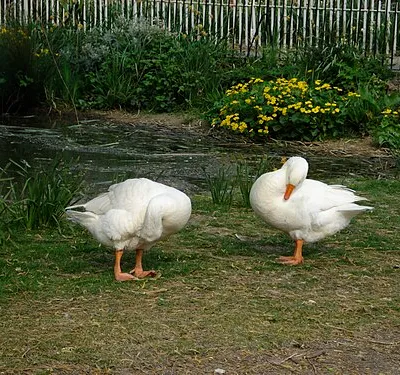 Childrey Duck Pond
