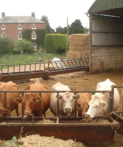Cattle feeding at Hillend Court In the middle of summer, these animals should be out in the fields grazing, but much of the Hillend Court land was flooded, so they are in the barn eating reserves of fodder. With the farmhouse in the background.