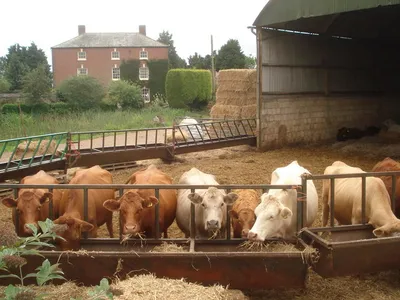 Cattle feeding at Hillend Court In the middle of summer, these animals should be out in the fields grazing, but much of the Hillend Court land was flooded, so they are in the barn eating reserves of fodder. With the farmhouse in the background.