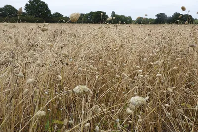 Canary grass