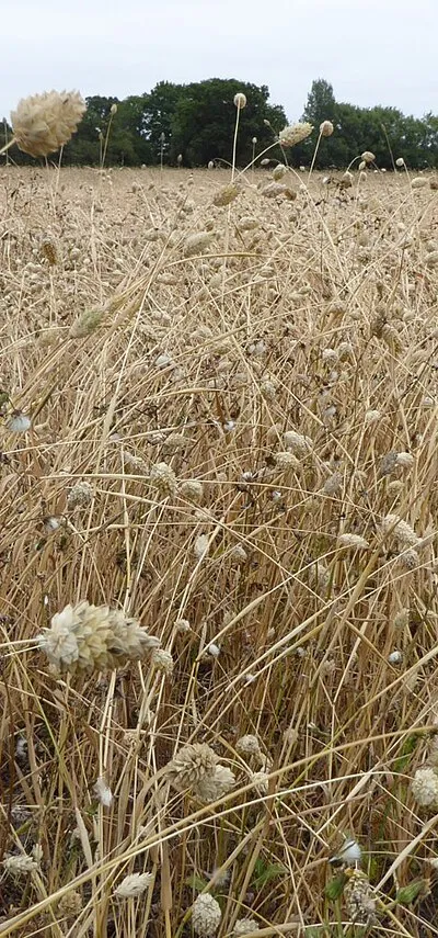 Canary grass