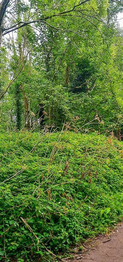 Bathampton : Footpath
