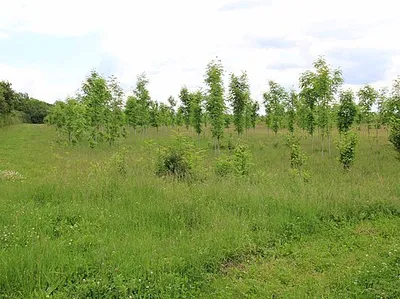 Coxmere Wood plantation
