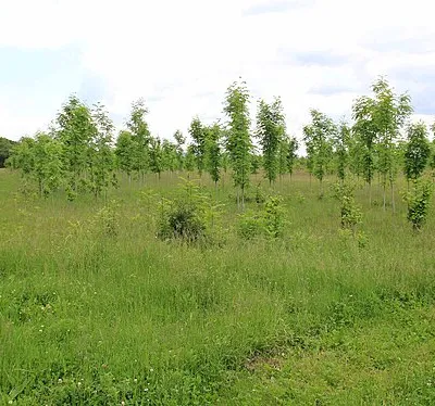 Coxmere Wood plantation