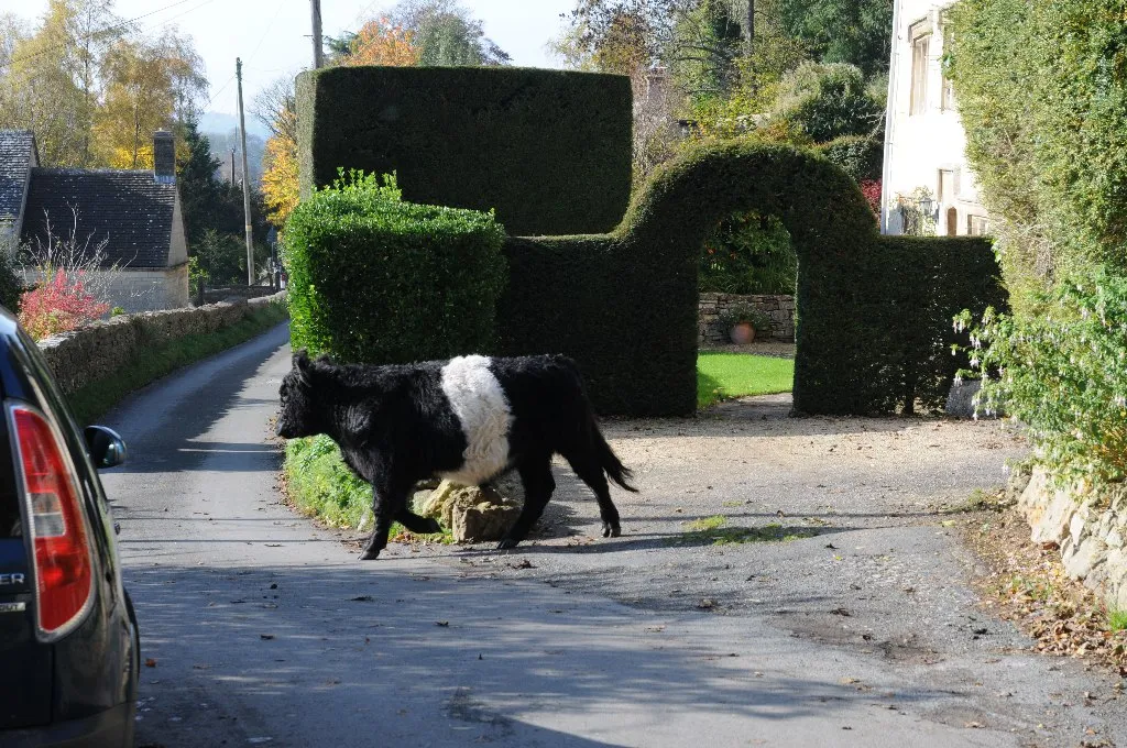 A bovine escapee