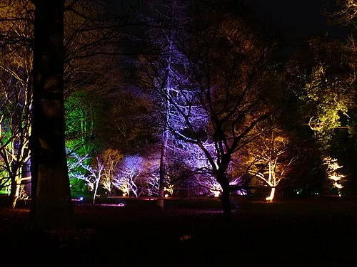 A fairyland glade of illuminated trees